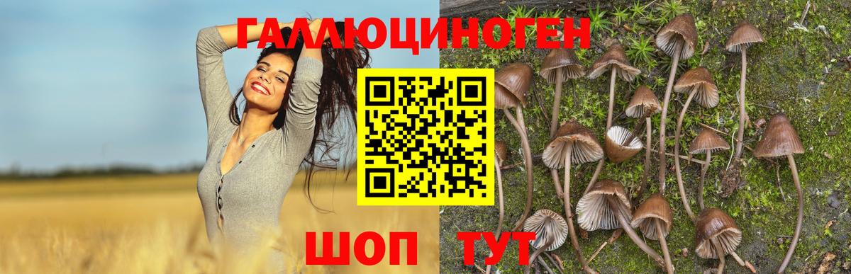 Псилоцибиновые грибы GOLDEN TEACHER  Галлюциногенные грибы мицелий  Ульяновск  Вход с VPN 